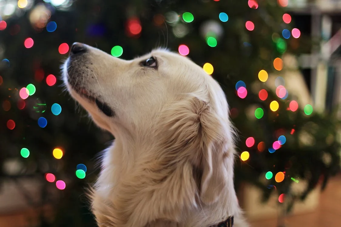 Dog near the Christmas tree